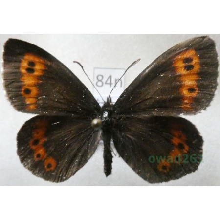 Erebia euryale (Esper, 1805) Górówka euriala Poland84n